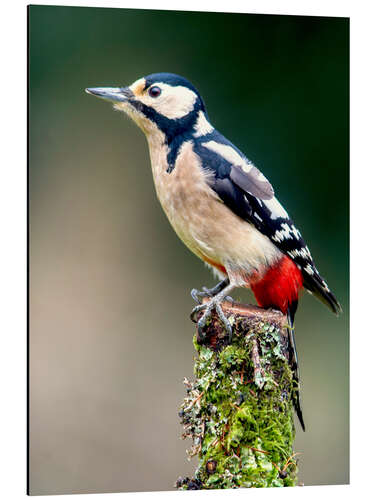 Aluminium print Woodpecker stands guard