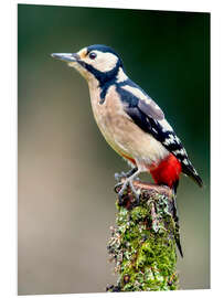 PVC-tavla Woodpecker stands guard