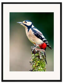 Gerahmter Kunstdruck Specht hält Wache