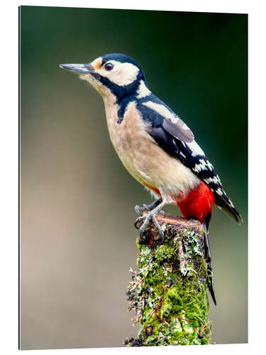 Galleriprint Woodpecker stands guard