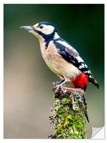 Vinilo para la pared Woodpecker stands guard