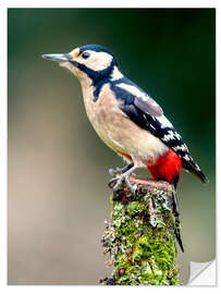 Vinilo para la pared Woodpecker stands guard