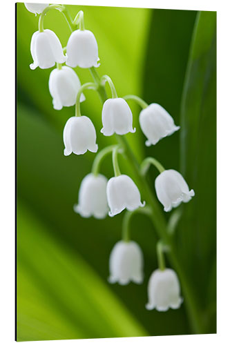 Aluminium print Lily of the Valley