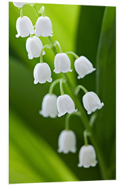 Foam board print Lily of the Valley