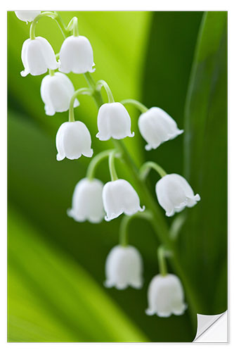 Sticker mural Brin de muguet