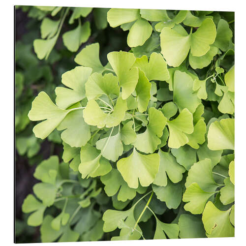 Alubild Gingko