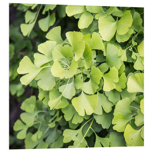 Foam board print Gingko