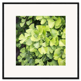 Framed art print Gingko