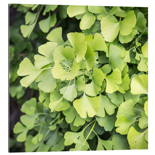 Gallery print Gingko