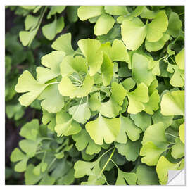 Wandsticker Gingko