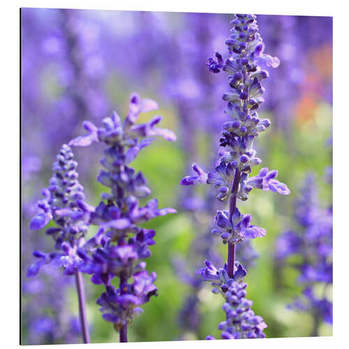 Quadro em alumínio blooming lavender