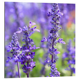 Aluminium print blooming lavender