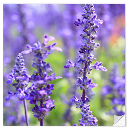 Wall sticker blooming lavender