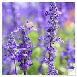 Naklejka na ścianę blooming lavender