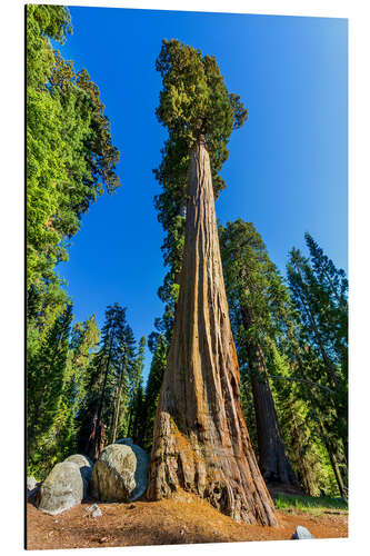 Aluminiumsbilde At the foot of sequoia