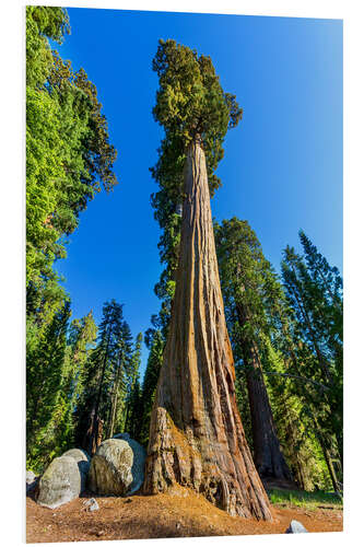 PVC-tavla At the foot of sequoia