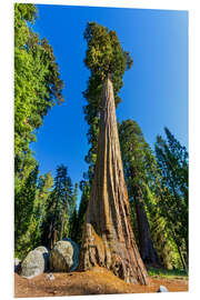 Foam board print At the foot of sequoia