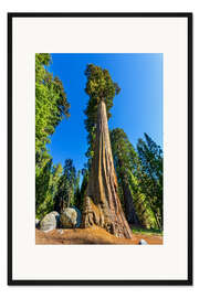 Gerahmter Kunstdruck Am Fuß des Mammutbaums