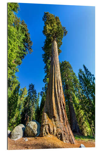 Galleritryck At the foot of sequoia