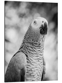 Aluminium print Gray parrot