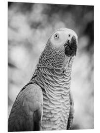 Stampa su PVC Gray parrot