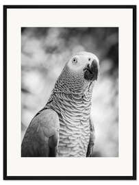 Gerahmter Kunstdruck Graupapagei
