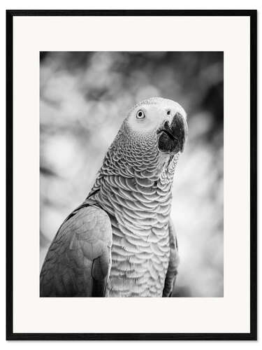 Ingelijste kunstdruk Gray parrot