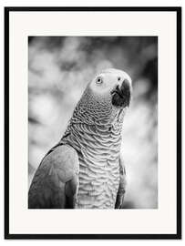Ingelijste kunstdruk Gray parrot