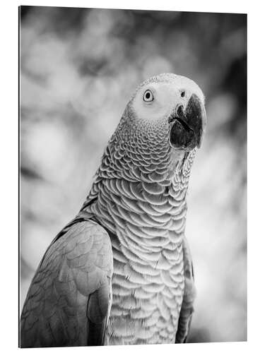 Quadro em plexi-alumínio Gray parrot