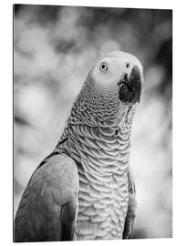 Cuadro de plexi-alu Gray parrot