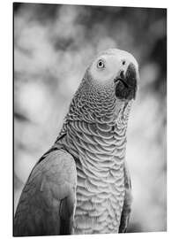 Magnettafel Graupapagei