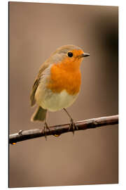 Aluminium print Cheeky robin