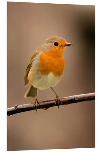 Foam board print Cheeky robin