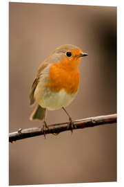 Foam board print Cheeky robin