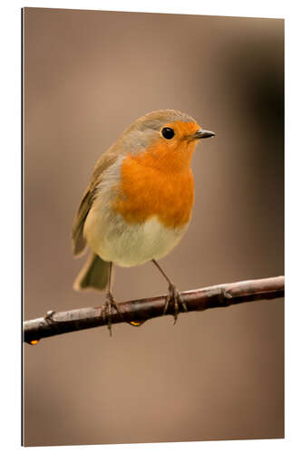 Gallery print Cheeky robin