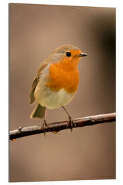 Gallery print Cheeky robin