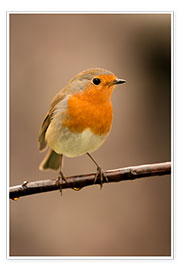 Poster Cheeky robin