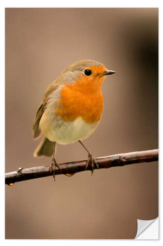 Vinilo para la pared Cheeky robin