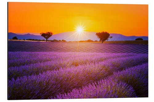 Stampa su alluminio Sole sul campo di lavanda