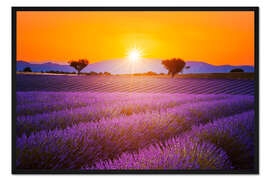 Gerahmter Kunstdruck Sonne über dem Lavendel