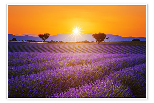 Poster Zon boven lavendel
