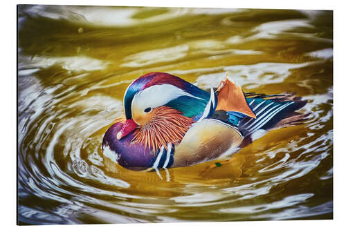 Stampa su alluminio Mandarin duck splashing