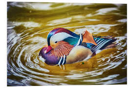 Tableau en PVC Mandarin duck splashing