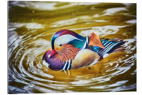 Stampa su plexi-alluminio Mandarin duck splashing