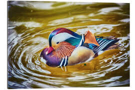 Galleritryk Mandarin duck splashing