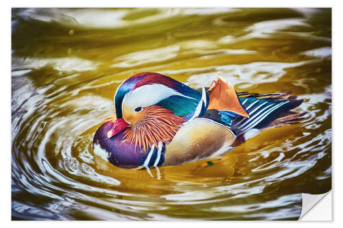 Selvklæbende plakat Mandarin duck splashing