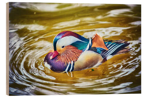 Puutaulu Mandarin duck splashing