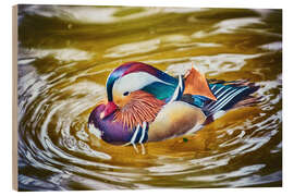 Wood print Mandarin duck splashing