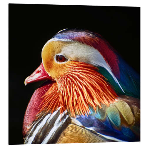 Acrylic print Mandarin duck