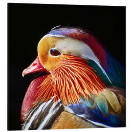 Cuadro de aluminio Mandarin duck